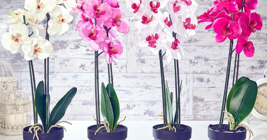 орхидеи имеют отрицательную энергетику цветов